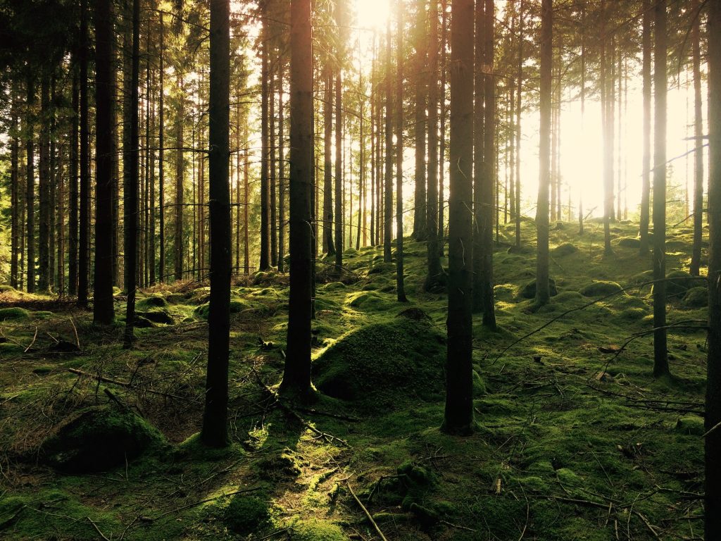 See the wood for the trees